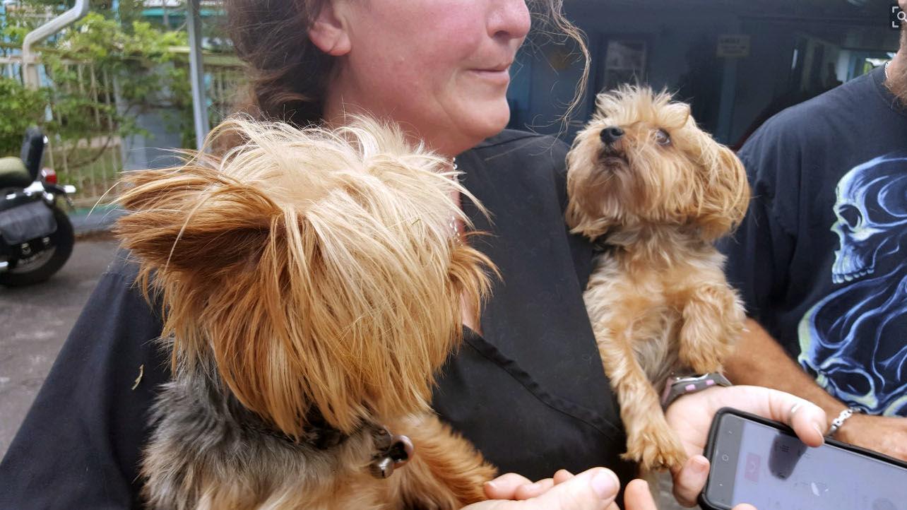 7 dogs OK after Tucson house catches fire